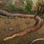 Early snakes explored life underground, on land and at sea