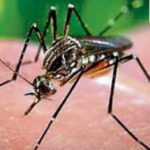 India’s first dengue vaccine Qdenga may arrive in 2027: Can it stop outbreaks? Who can take it? What we know so far