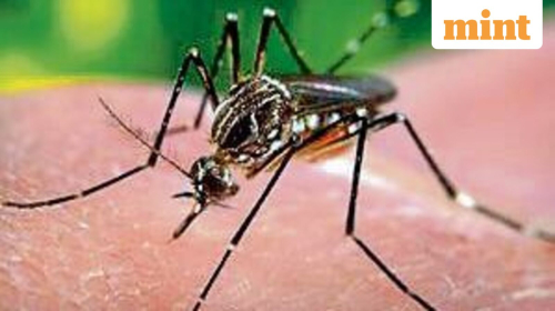 India’s first dengue vaccine Qdenga may arrive in 2027: Can it stop outbreaks? Who can take it? What we know so far