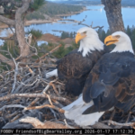 Jackie the bald eagle is ‘unstable’
