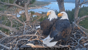 Jackie the bald eagle is ‘unstable’