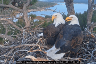 Jackie the bald eagle is ‘unstable’