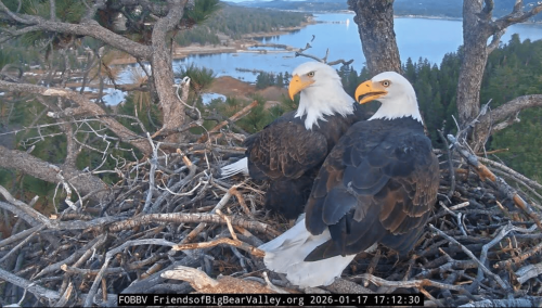 Jackie the bald eagle is ‘unstable’