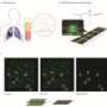 Simple blood test on a chip could help diagnose lung cancer