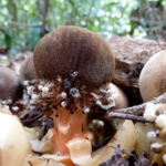 Who Keeps Spreading the Seeds of This Parasitic Plant?