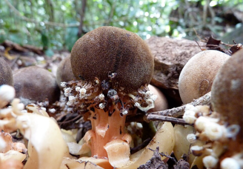 Who Keeps Spreading the Seeds of This Parasitic Plant?