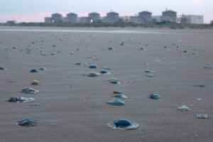 Jellyfish swarms knock out 3.2 gigawatts of French nuclear power