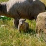 Rare Babirusa Piglet Born at Chester Zoo Is the Size of a Grapefruit and Offers Hope for a Vulnerable Species