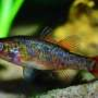 Genomics used to find endangered fish populations most vulnerable to climate change