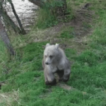 Katmai bear cub spotted with a paw full of porcupine quills