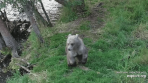 Katmai bear cub spotted with a paw full of porcupine quills