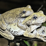 ‘Less desirable’ males confuse female treefrogs looking for a mate
