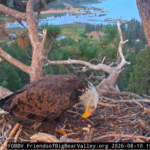 Who is KD1, the bald eagle spotted in Jackie and Shadow’s nest?