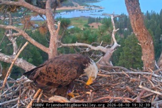 Who is KD1, the bald eagle spotted in Jackie and Shadow’s nest?
