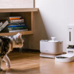 Pets Left in a Ruff Spot After Automatic Feeders Go Down