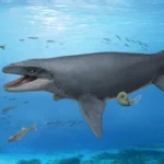 A 30-year-old fossil was hiding bones from a mysterious ancient sea monster