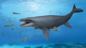 A 30-year-old fossil was hiding bones from a mysterious ancient sea monster