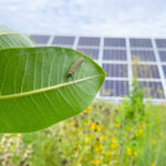 Solar Farms Are Having An Unexpected Effect On The Environment