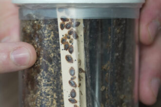 Bedbugs control and prevention: What to do about them