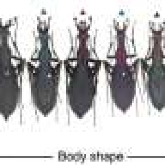 Flightless beetles evolved distinct snail-hunting shapes on Japan’s largest island