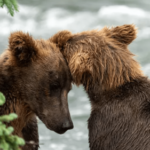 Don’t worry, Katmai’s brown bears didn’t vanish from Brooks Falls