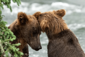 Don’t worry, Katmai’s brown bears didn’t vanish from Brooks Falls