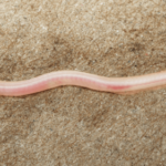 TikTok helps scientists discover new underground, translucent eel in India