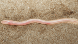 TikTok helps scientists discover new underground, translucent eel in India