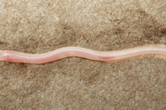 TikTok helps scientists discover new underground, translucent eel in India