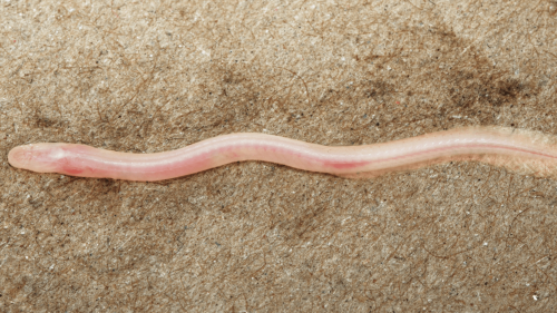 TikTok helps scientists discover new underground, translucent eel in India