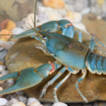 Scientists put tiny backpacks on crayfish