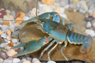 Scientists put tiny backpacks on crayfish