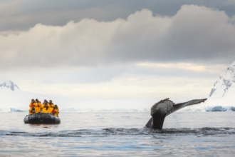 ‘They don’t deserve this beauty and this breathtaking fragility’: Former Antarctic tour guides told researchers why they quit the troubling industry