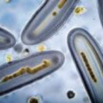 Overlooked Foodborne Parasites Caused an Estimated 171 Million Illnesses Worldwide in a Single Year
