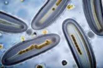 Overlooked Foodborne Parasites Caused an Estimated 171 Million Illnesses Worldwide in a Single Year