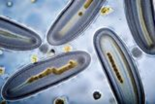 Overlooked Foodborne Parasites Caused an Estimated 171 Million Illnesses Worldwide in a Single Year