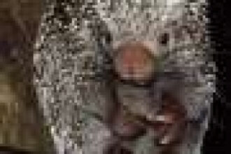Most mammal species discovered in the Global South since 1990 end up in Northern collections