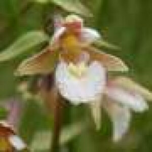 Lost ‘botanical hotspot’ identified at University of York campus