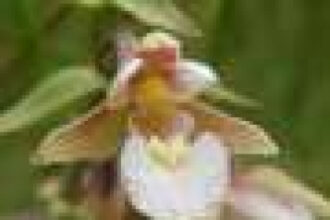 Lost ‘botanical hotspot’ identified at University of York campus