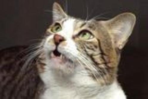 A Cat&rsquo;s Strange Grimace May Help Solve a Century-Old Kidney Mystery