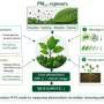 Fine-particle pollution may undermine plants’ ability to absorb carbon and conserve water