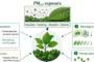 Fine-particle pollution may undermine plants’ ability to absorb carbon and conserve water