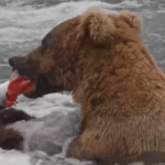 Meet Bucky Dent, one of Katmai’s most innovative fish-finder