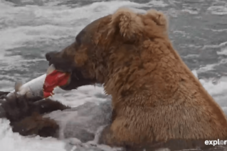 Meet Bucky Dent, one of Katmai’s most innovative fish-finder
