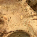 15,000 years ago, desert dwellers dined on snakes and lizards