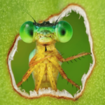 11 stunning images celebrating Earth’s life—and the scientists who study it