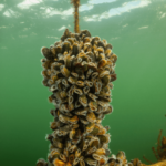 Even Mussels Get Scared