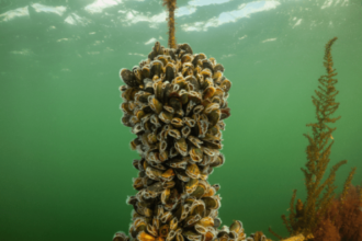 Even Mussels Get Scared