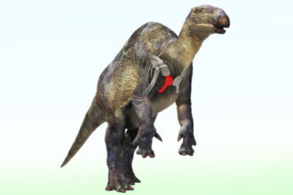 Fossil of Small Duck-Billed Dinosaur Relative Found in Japan