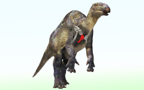 Fossil of Small Duck-Billed Dinosaur Relative Found in Japan